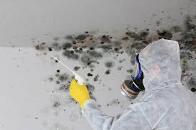 Reliable Mondovi, WI Mold Removal & Remediation Solutions